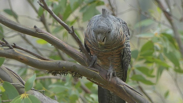 Gang-gang Cockatoo - ML414574911