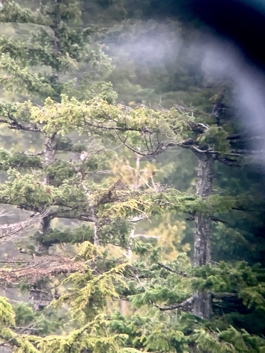 Northern Pygmy-Owl - ML414575711