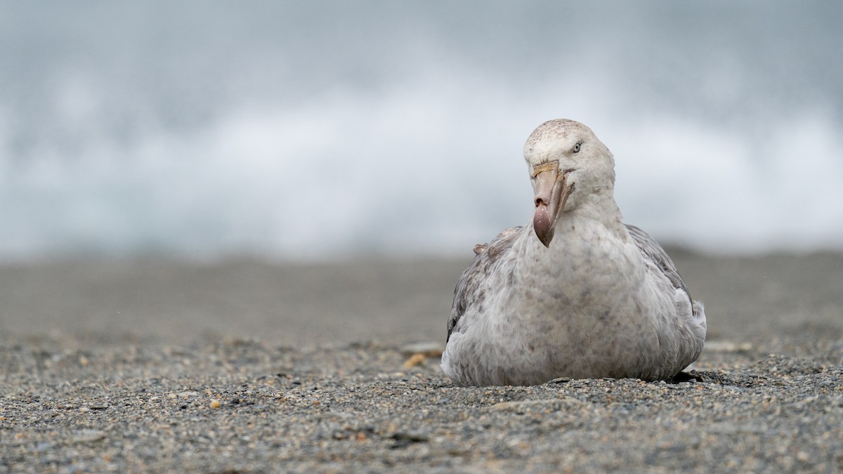 Northern Giant-Petrel - ML414576231