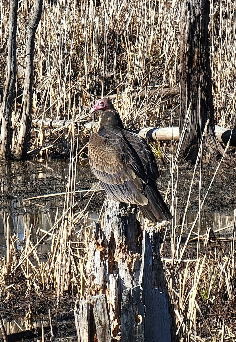 Turkey Vulture - ML414577291