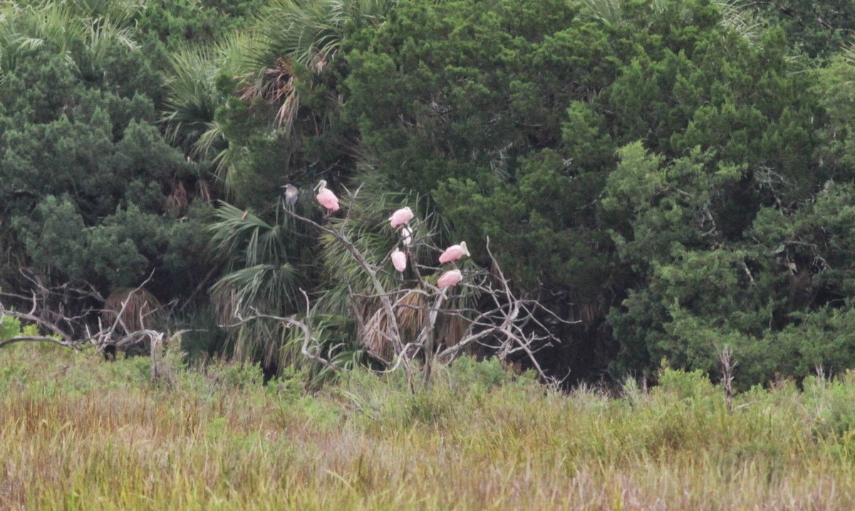 Roseate Spoonbill - Jay McGowan