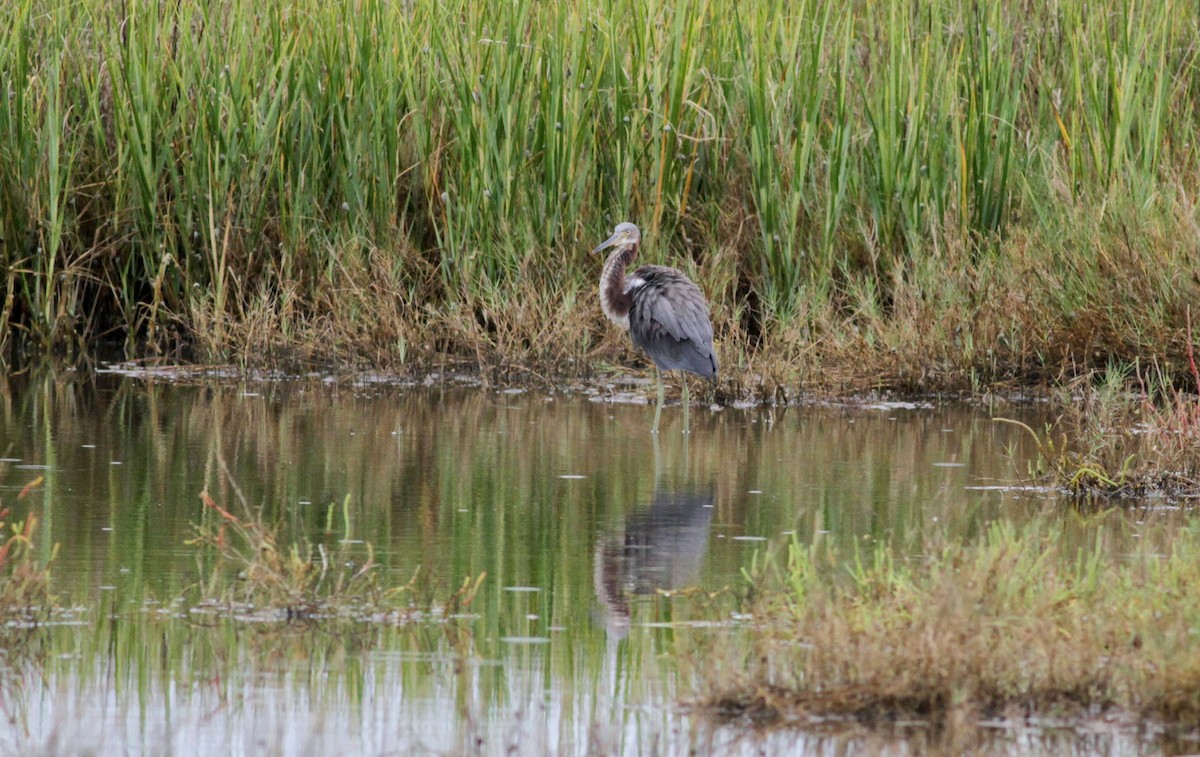 Tricolored Heron - ML41457971