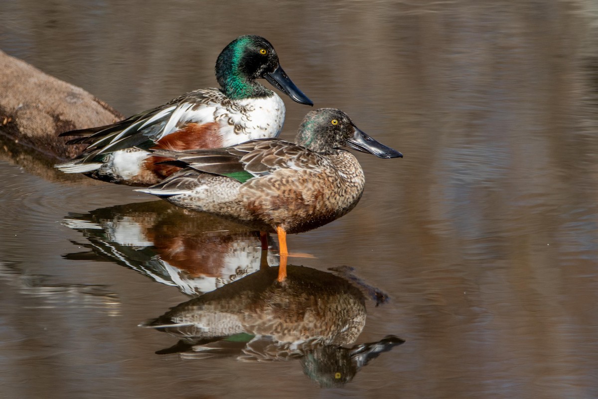 Northern Shoveler - ML414580401