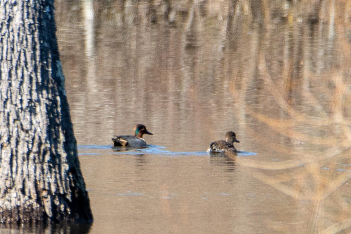 Green-winged Teal - ML414580481