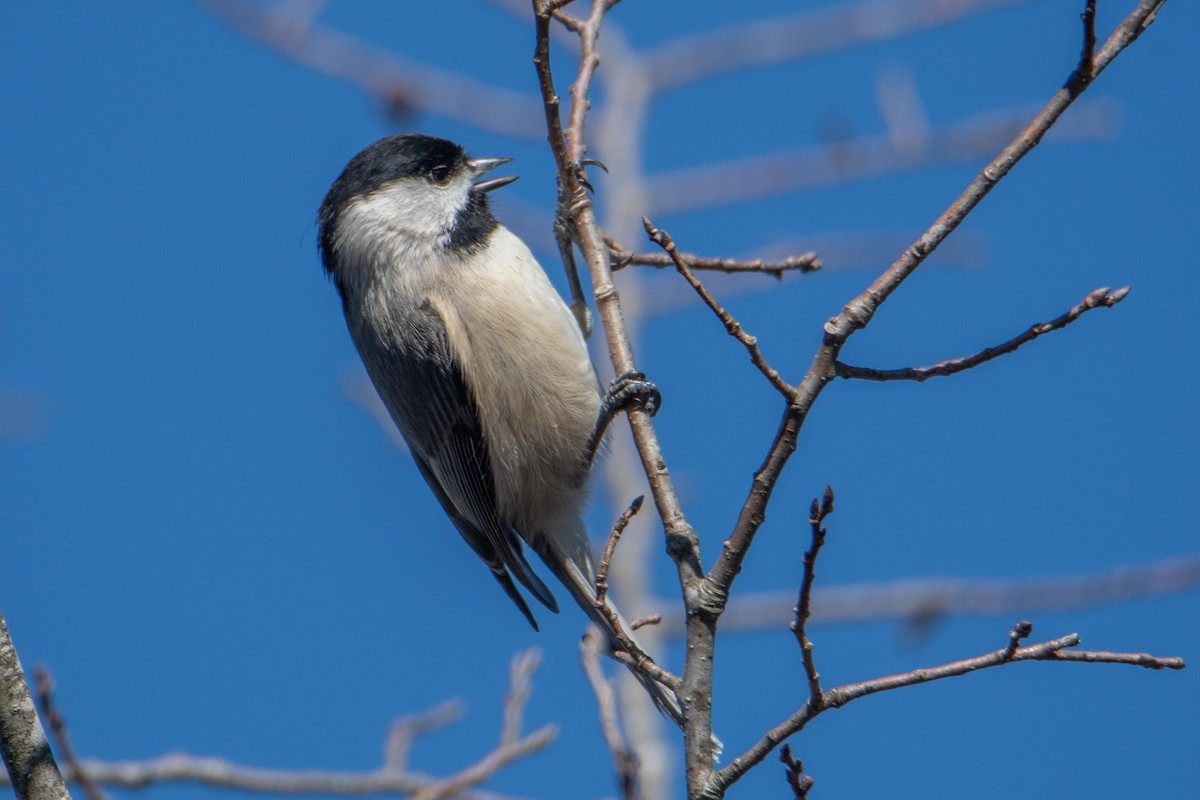 Carolina Chickadee - ML414580571