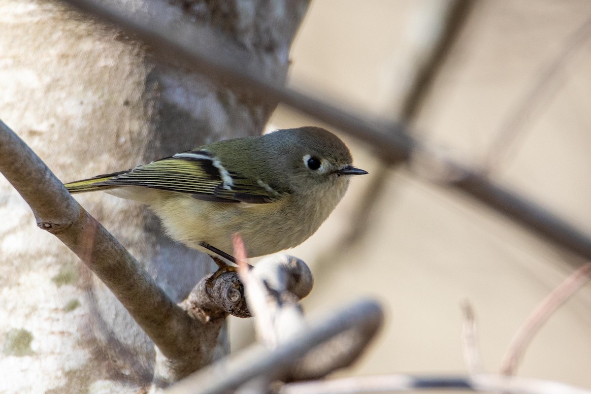 Ruby-crowned Kinglet - ML414580671