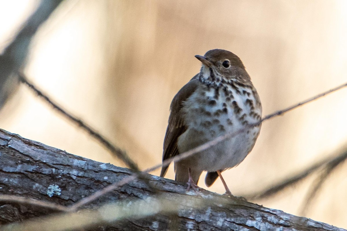 Hermit Thrush - ML414580761