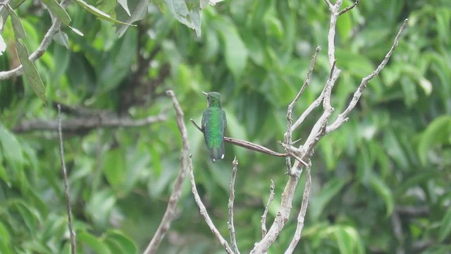 Colibri avocette - ML414580791