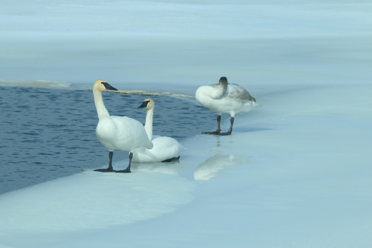 Trumpeter Swan - ML414580831