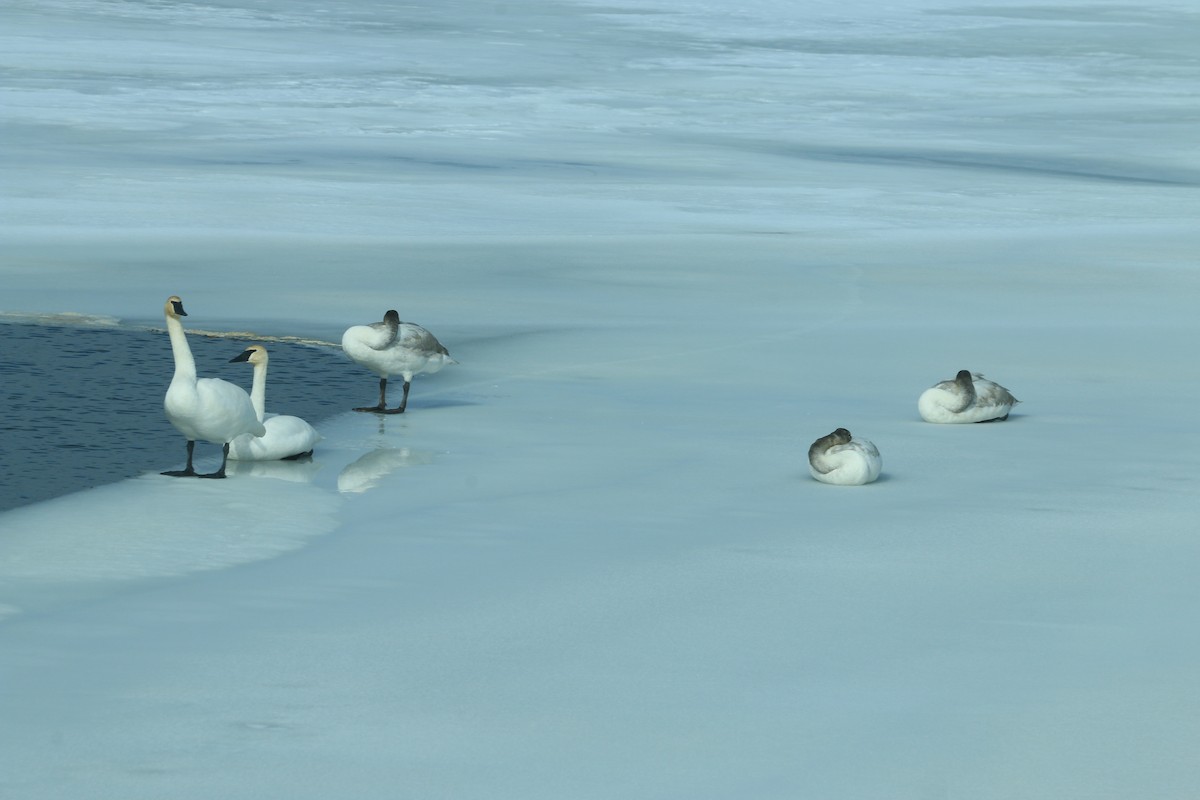 Trumpeter Swan - ML414580861