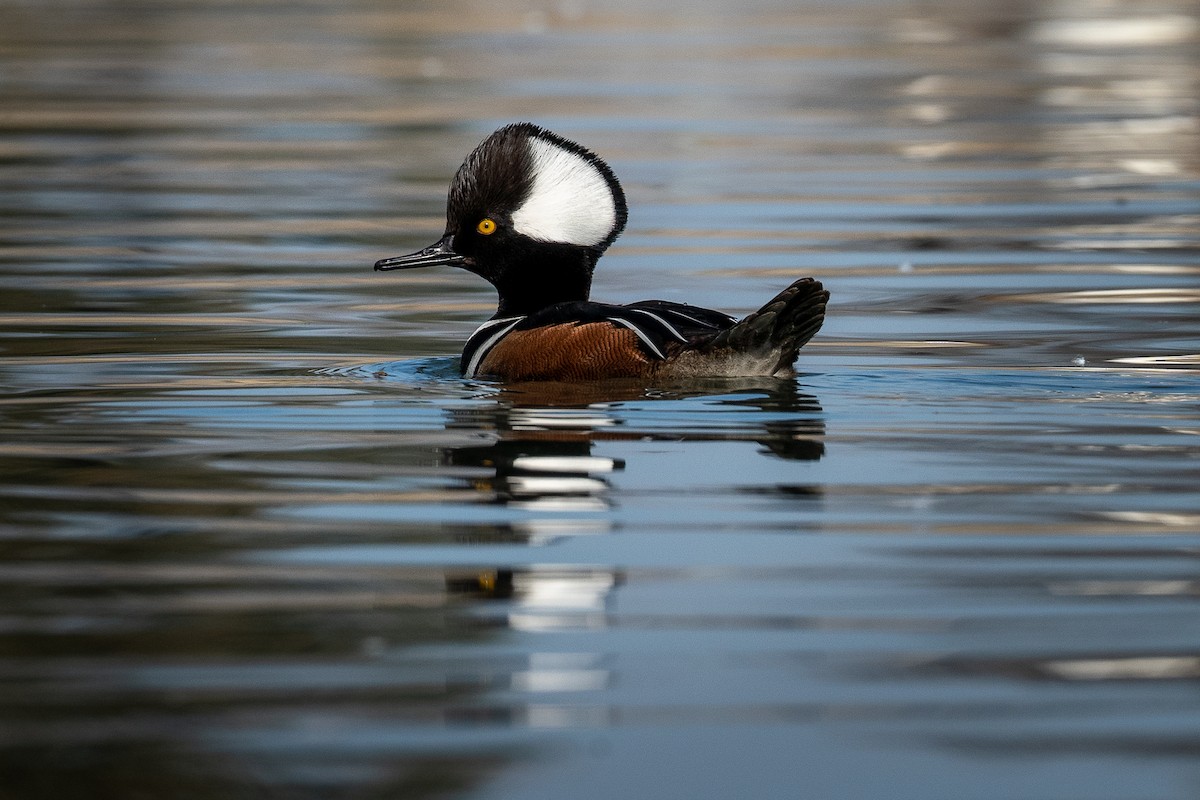 Hooded Merganser - ML414581111