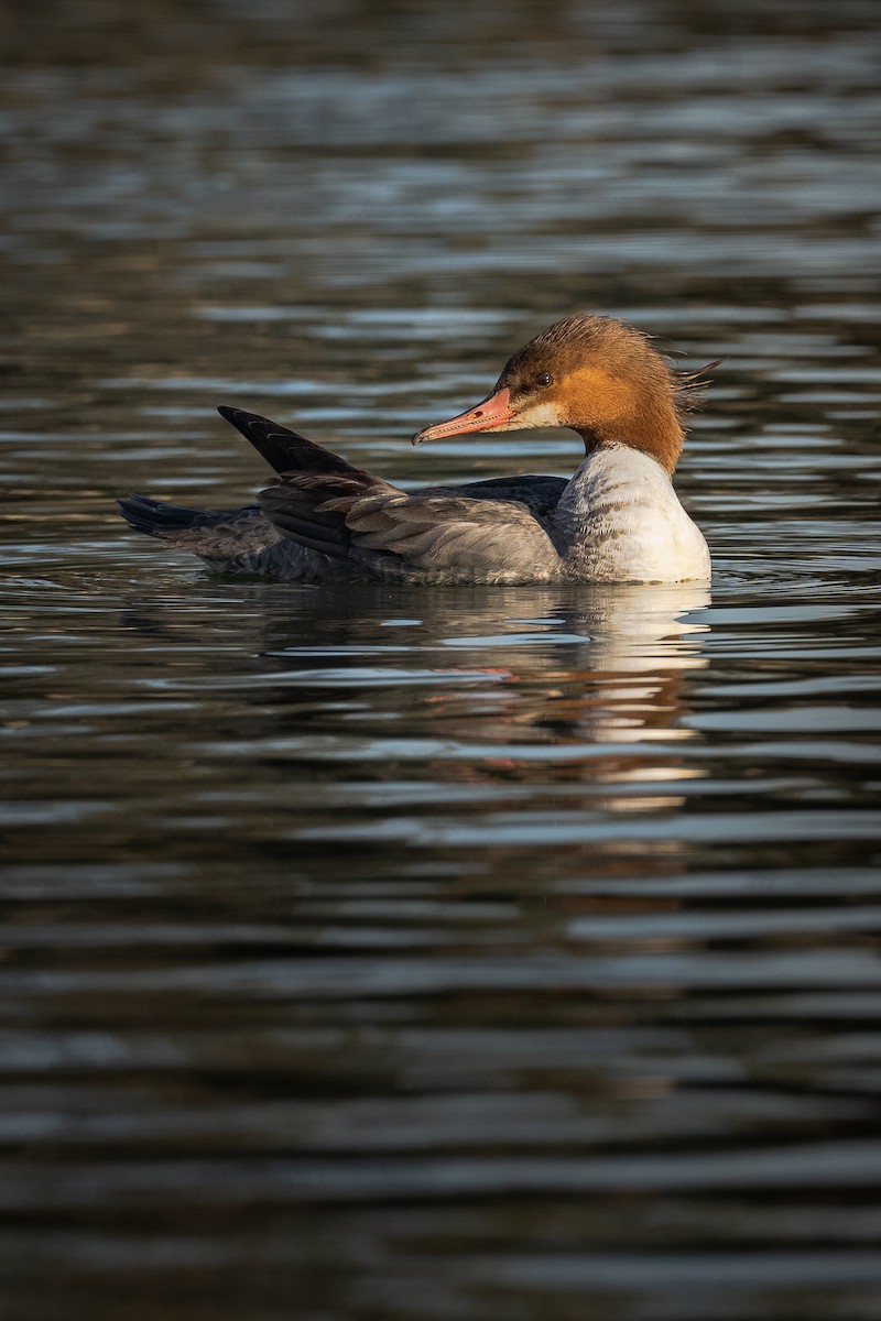 Common Merganser - ML414581131