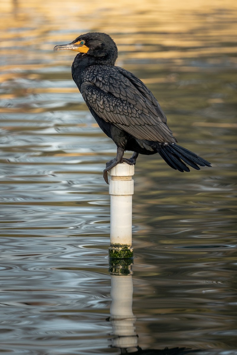 Cormoran à aigrettes - ML414581291