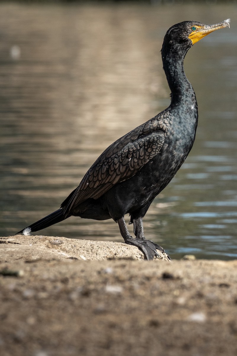 Cormoran à aigrettes - ML414581301