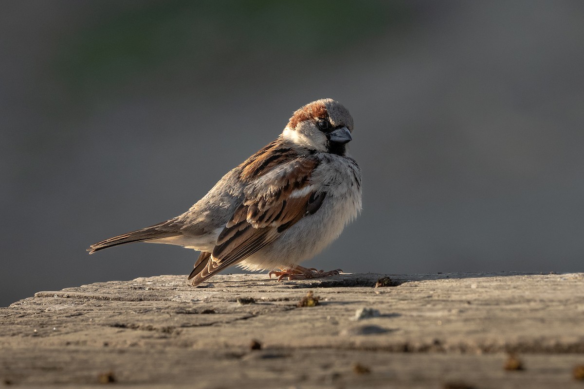 House Sparrow - ML414581711