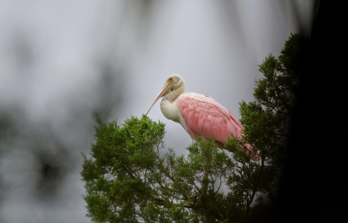 Roseate Spoonbill - ML41458191