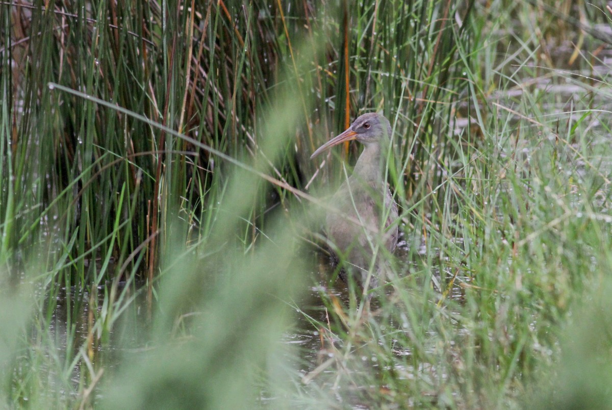 Clapper Rail (Atlantic Coast) - ML41458261