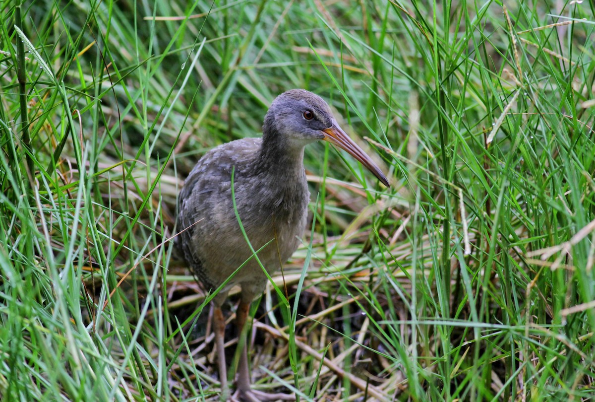 Clapper Rail (Atlantic Coast) - ML41458331