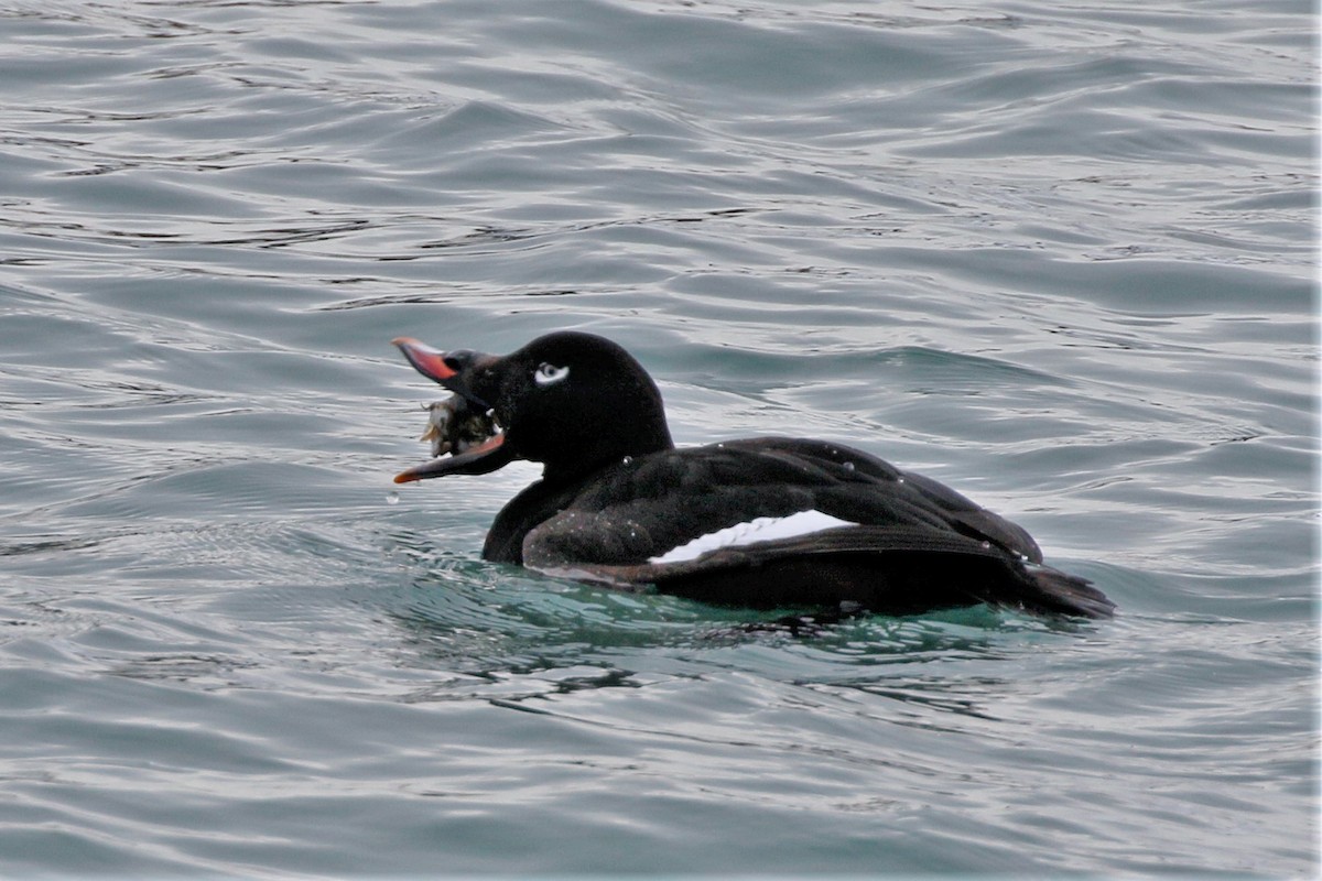 White-winged Scoter - ML414583351