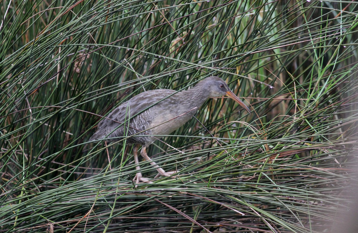 Clapper Rail (Atlantic Coast) - Jay McGowan