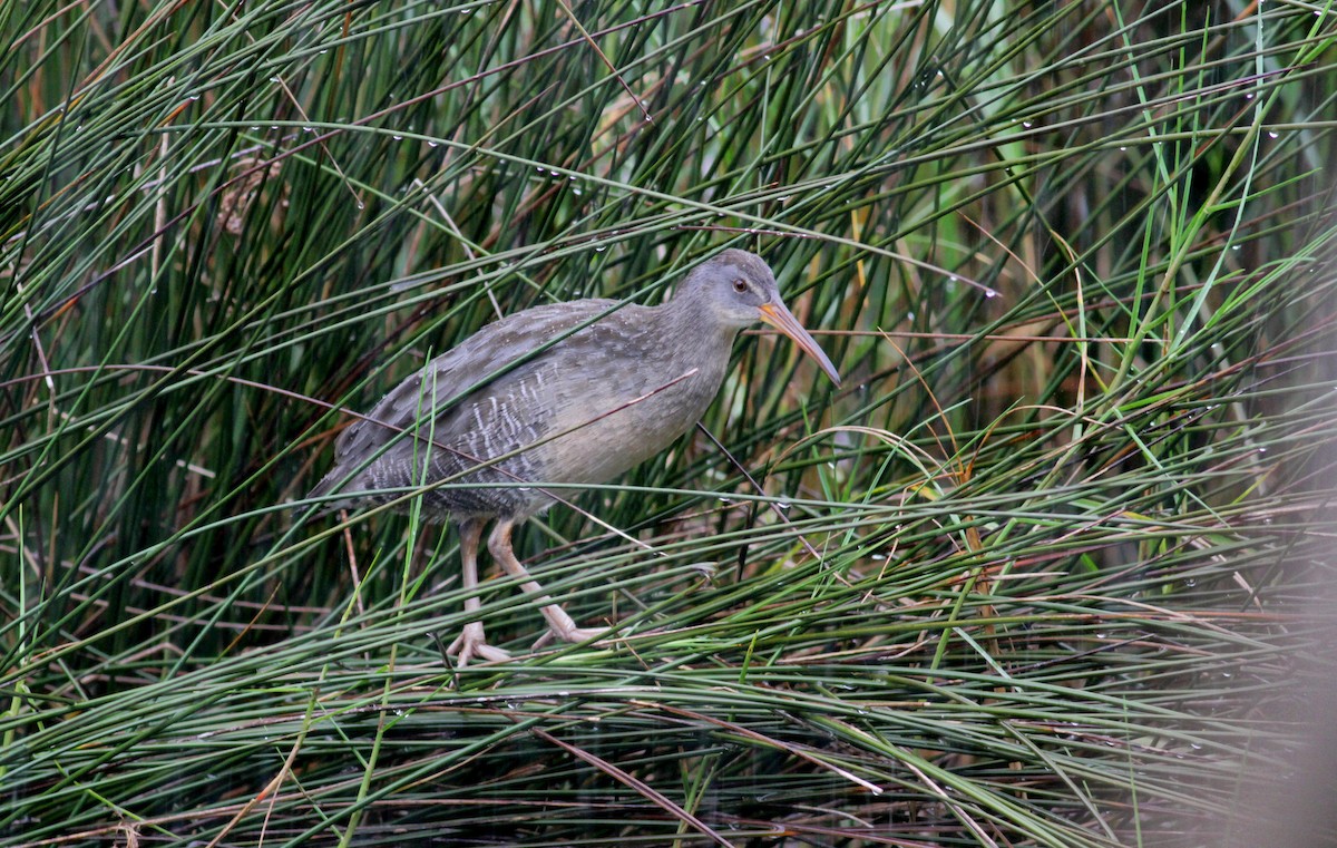 Clapper Rail (Atlantic Coast) - ML41458351