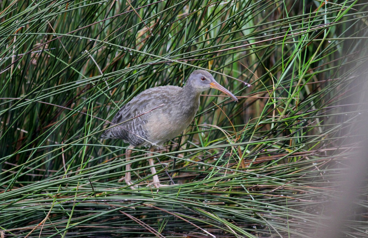 Clapper Rail (Atlantic Coast) - ML41458381