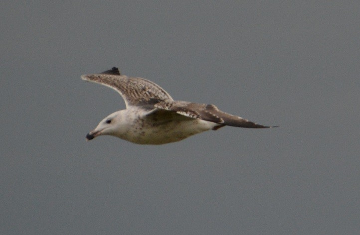 Great Black-backed Gull - ML41458471