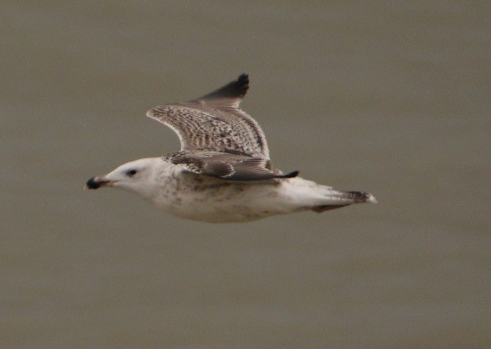 Great Black-backed Gull - ML41458481