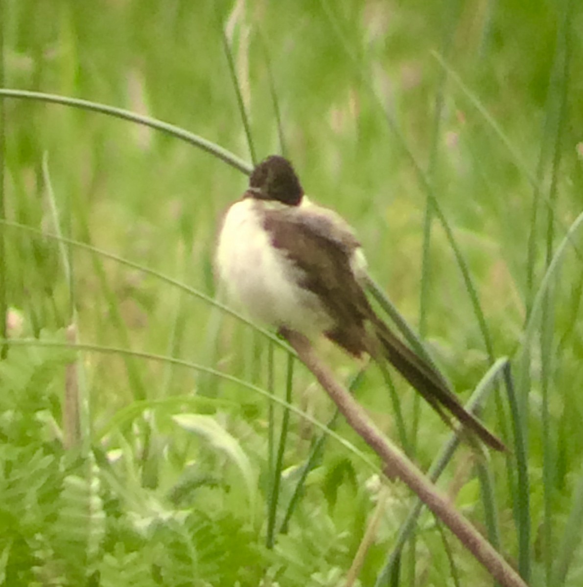 Fork-tailed Flycatcher - John Gluth