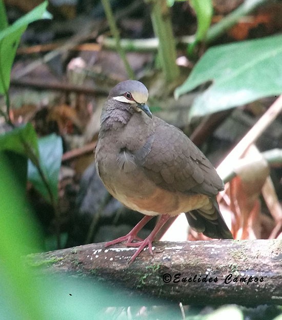 Olive-backed Quail-Dove - ML41458521