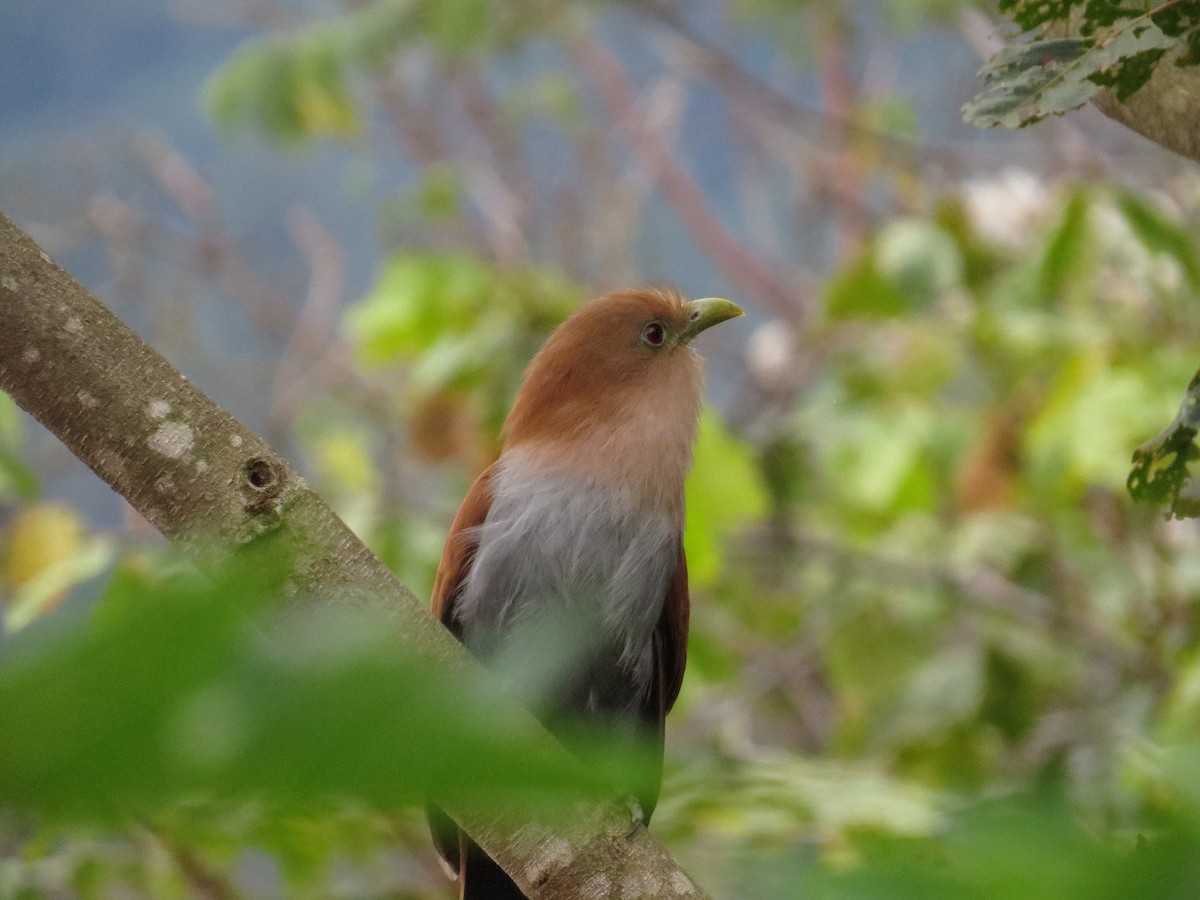 Squirrel Cuckoo - ML414586141