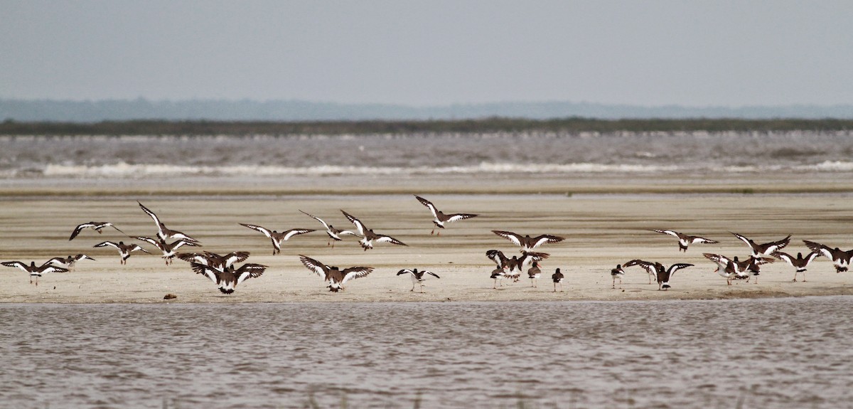 American Oystercatcher - Jay McGowan