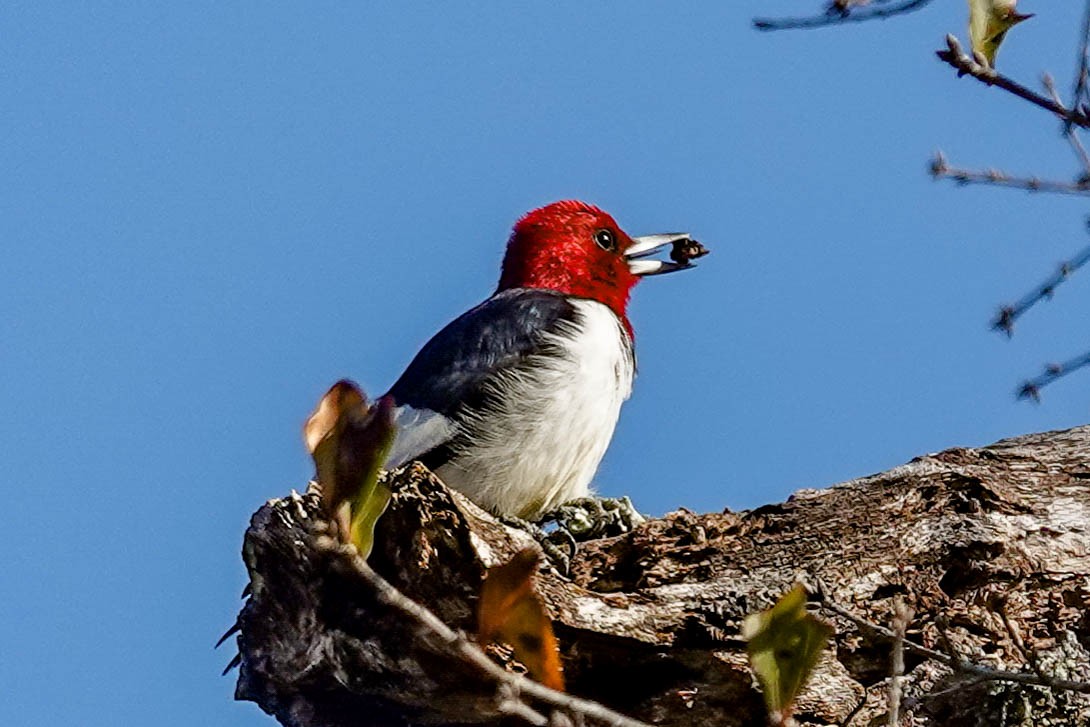Red-headed Woodpecker - ML414586251