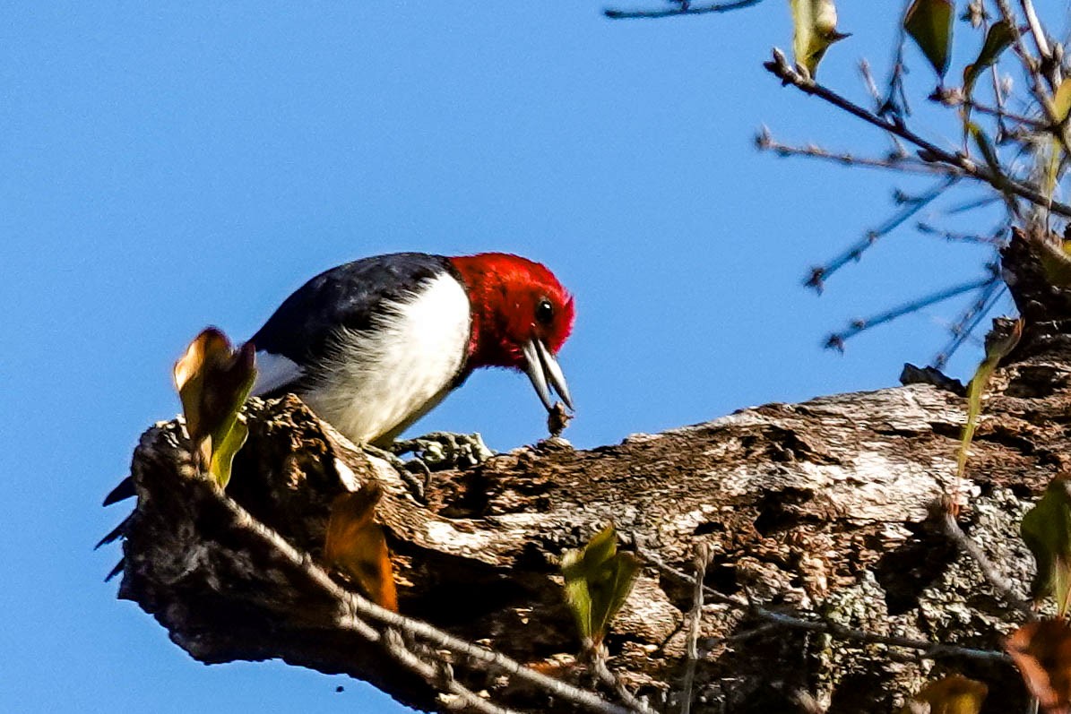 Red-headed Woodpecker - ML414586271