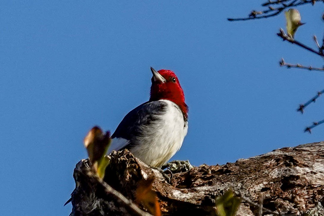 Red-headed Woodpecker - ML414586281