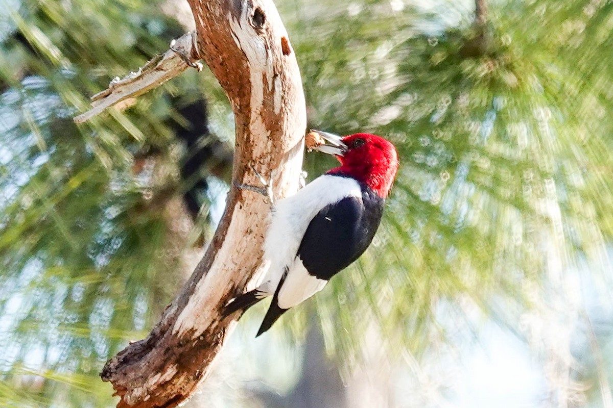 Red-headed Woodpecker - ML414586291