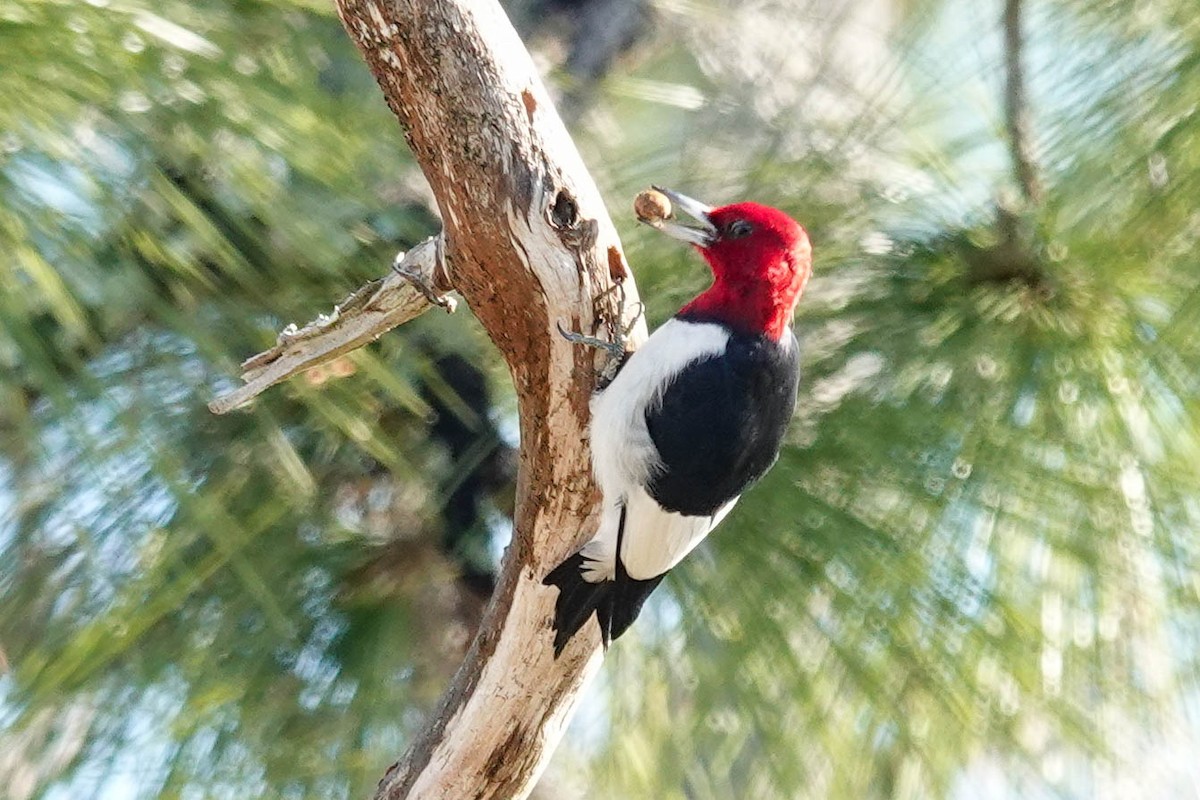 Red-headed Woodpecker - ML414586301