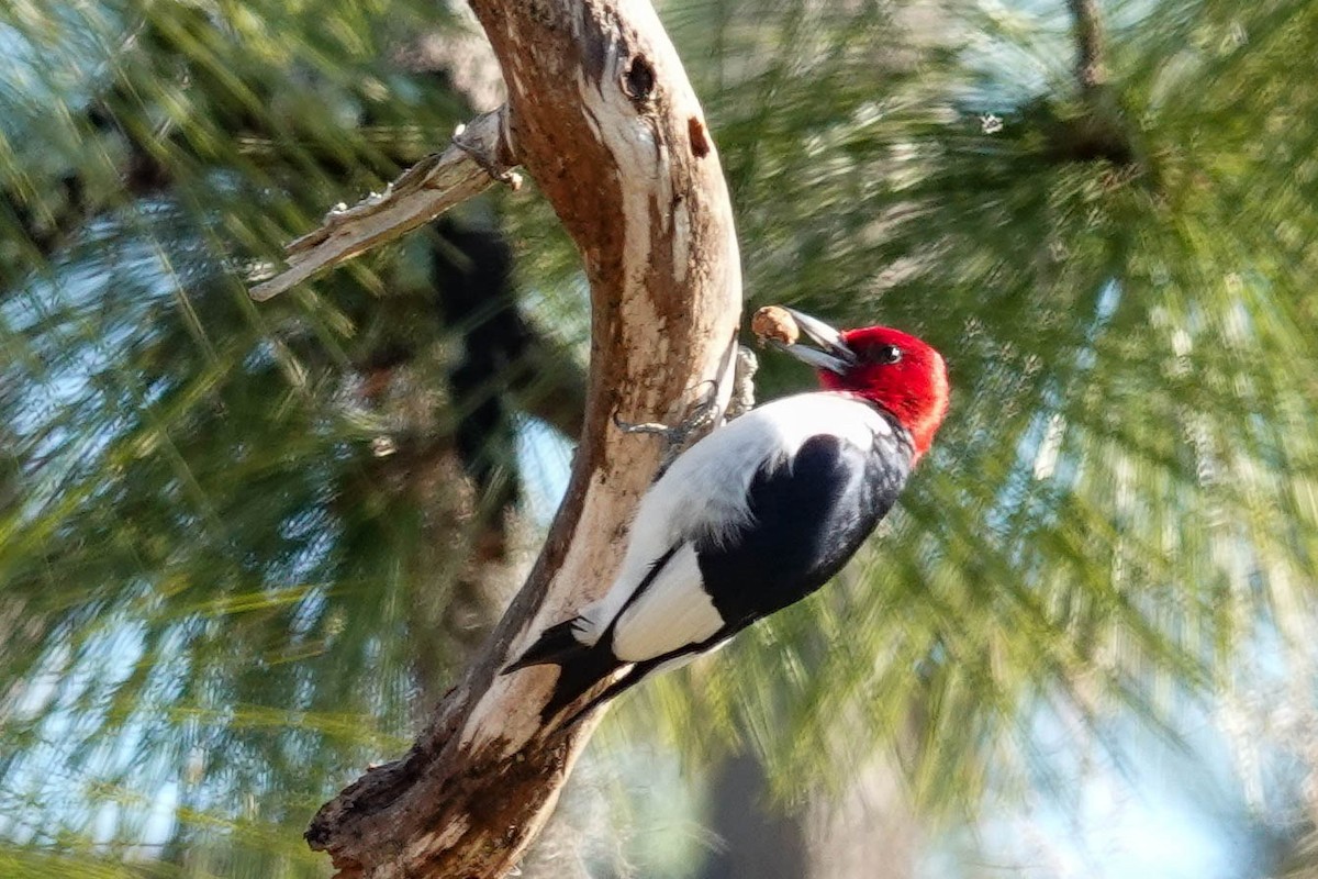Red-headed Woodpecker - ML414586341