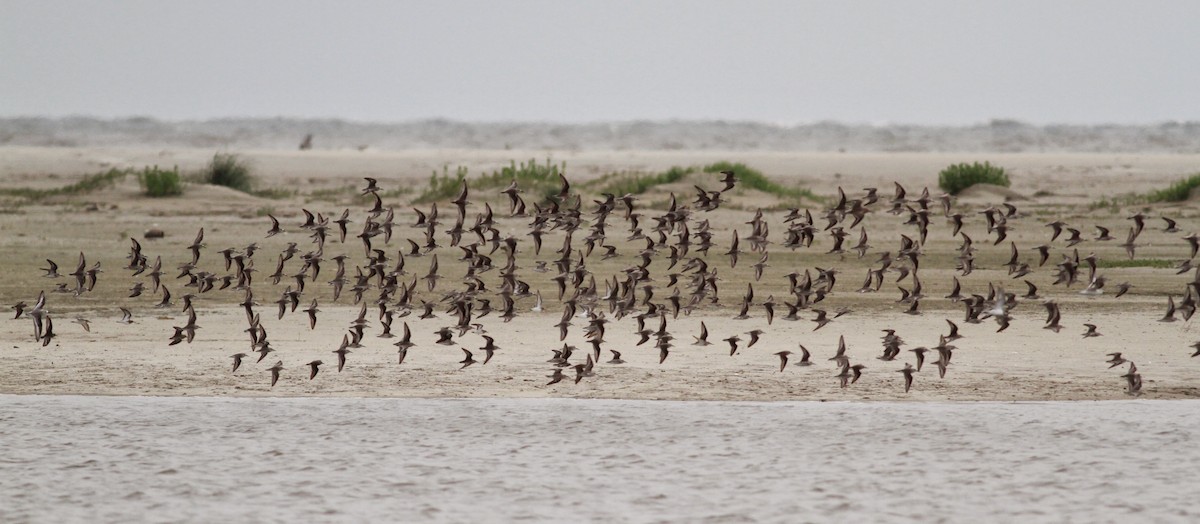 Western Sandpiper - Jay McGowan