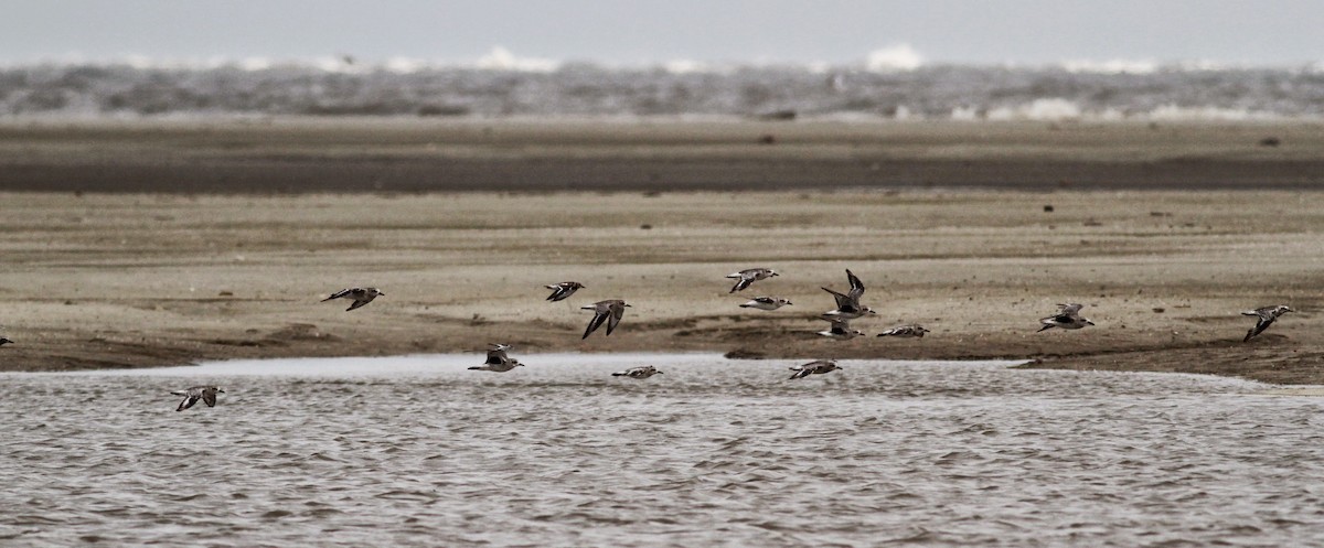 Black-bellied Plover - Jay McGowan