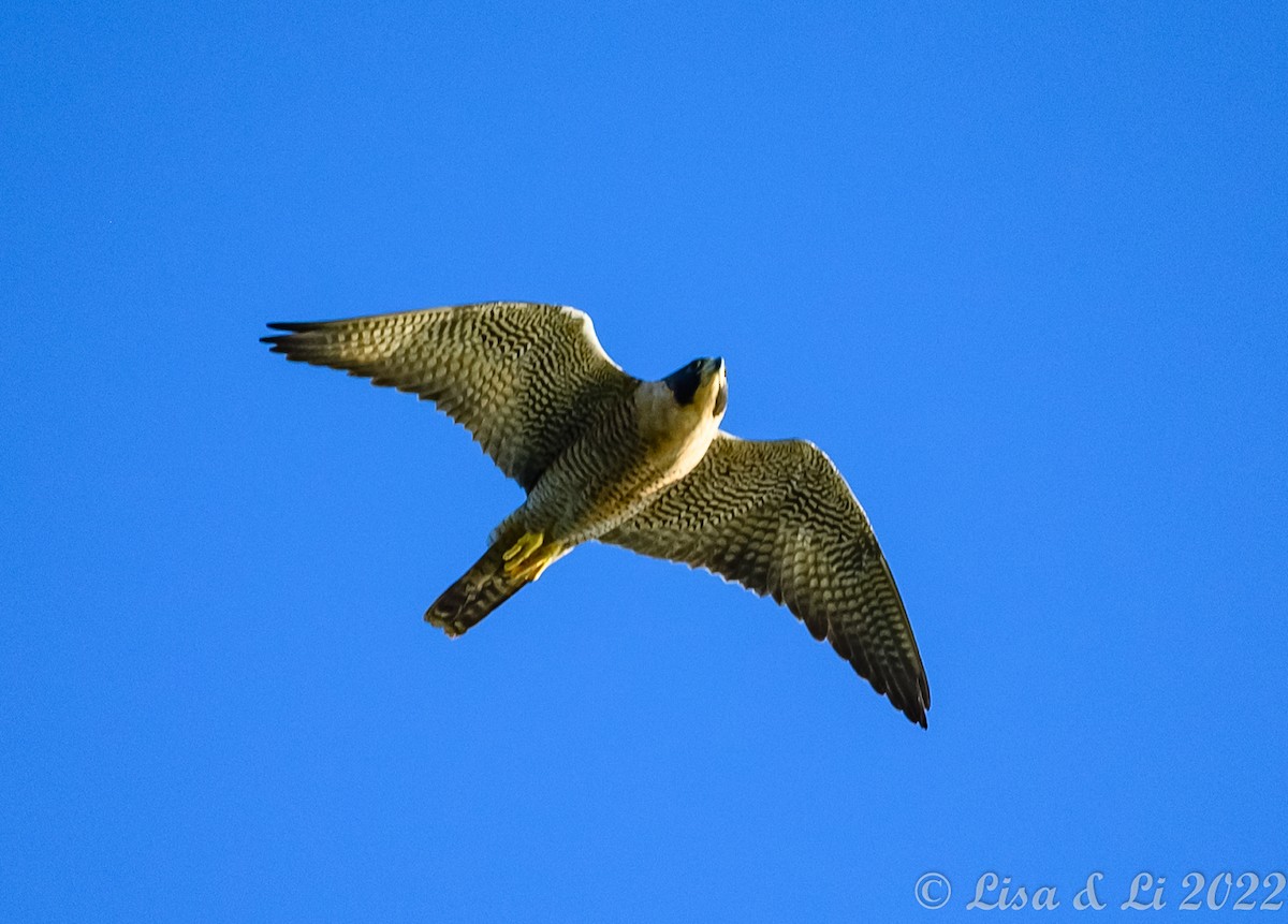 Peregrine Falcon - Lisa & Li Li