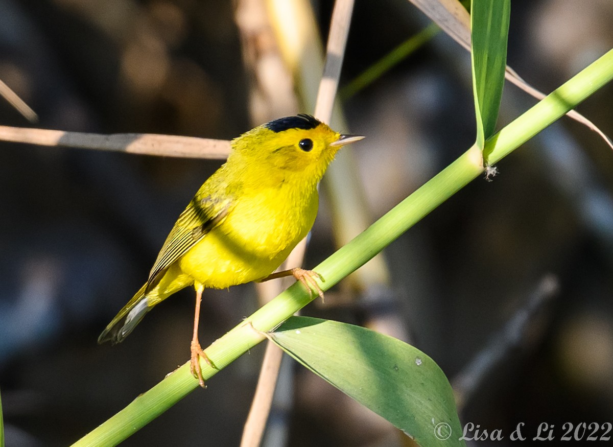 Wilson's Warbler - Lisa & Li Li