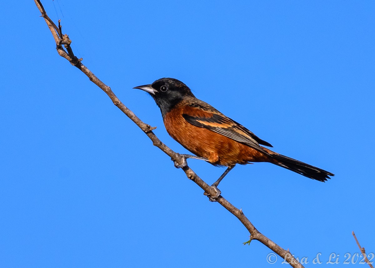 Orchard Oriole - Lisa & Li Li