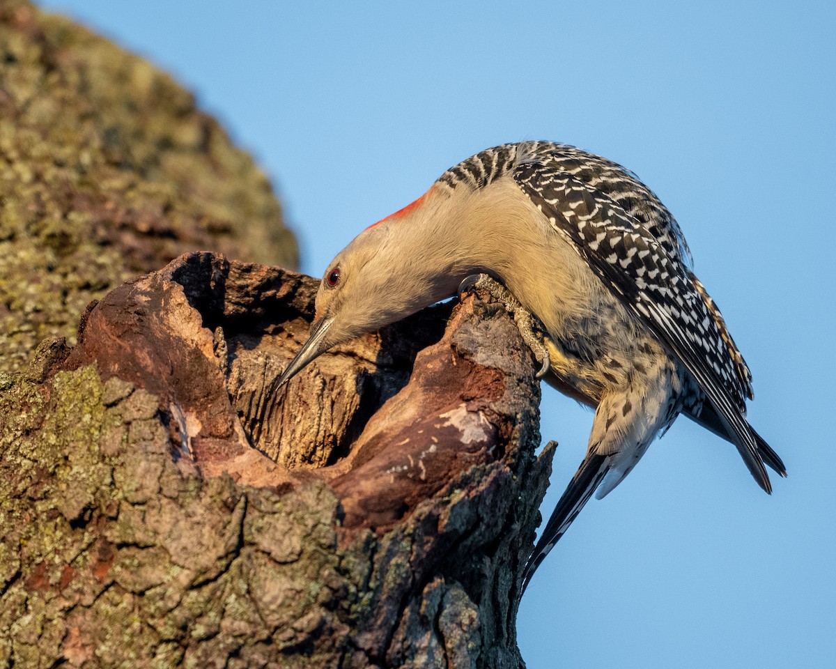 Red-bellied Woodpecker - Graham Deese