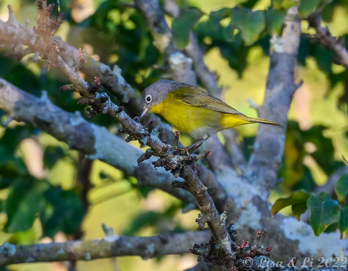 Nashville Warbler - Lisa & Li Li