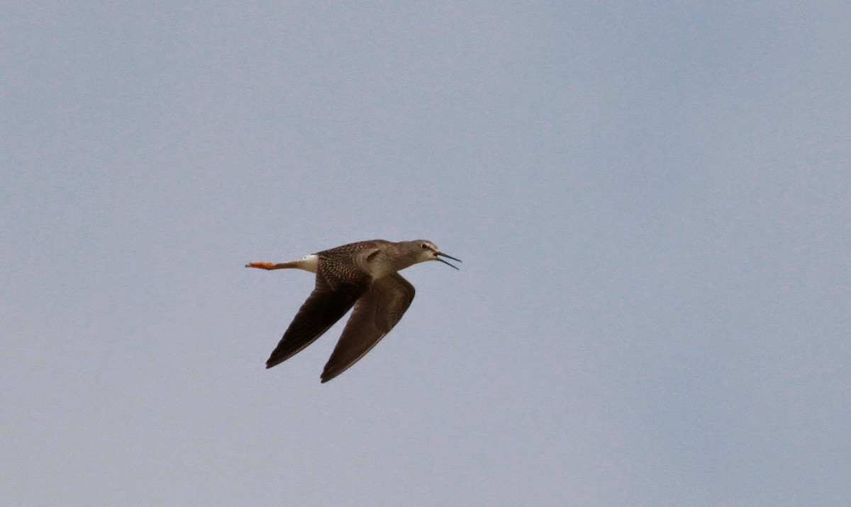 Lesser Yellowlegs - Jay McGowan