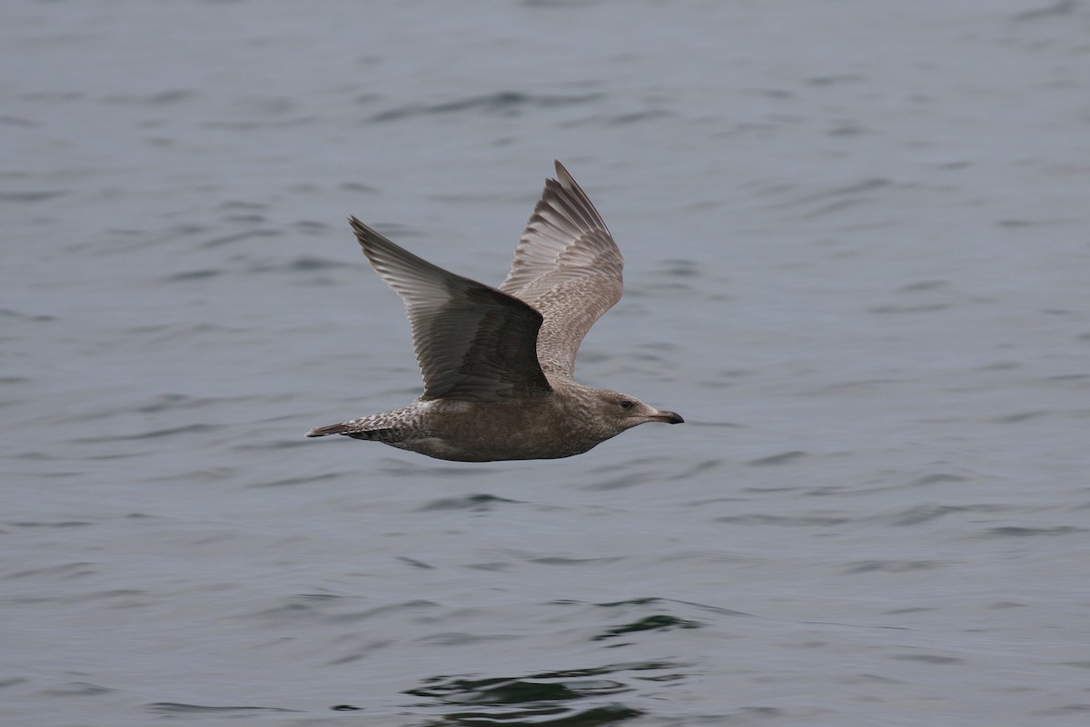 Gaviota Argéntea x de Bering (híbrido) - ML414587531