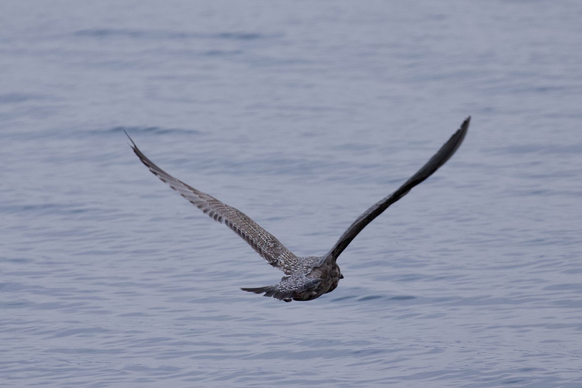 Herring x Glaucous-winged Gull (hybrid) - Jeremy Nance