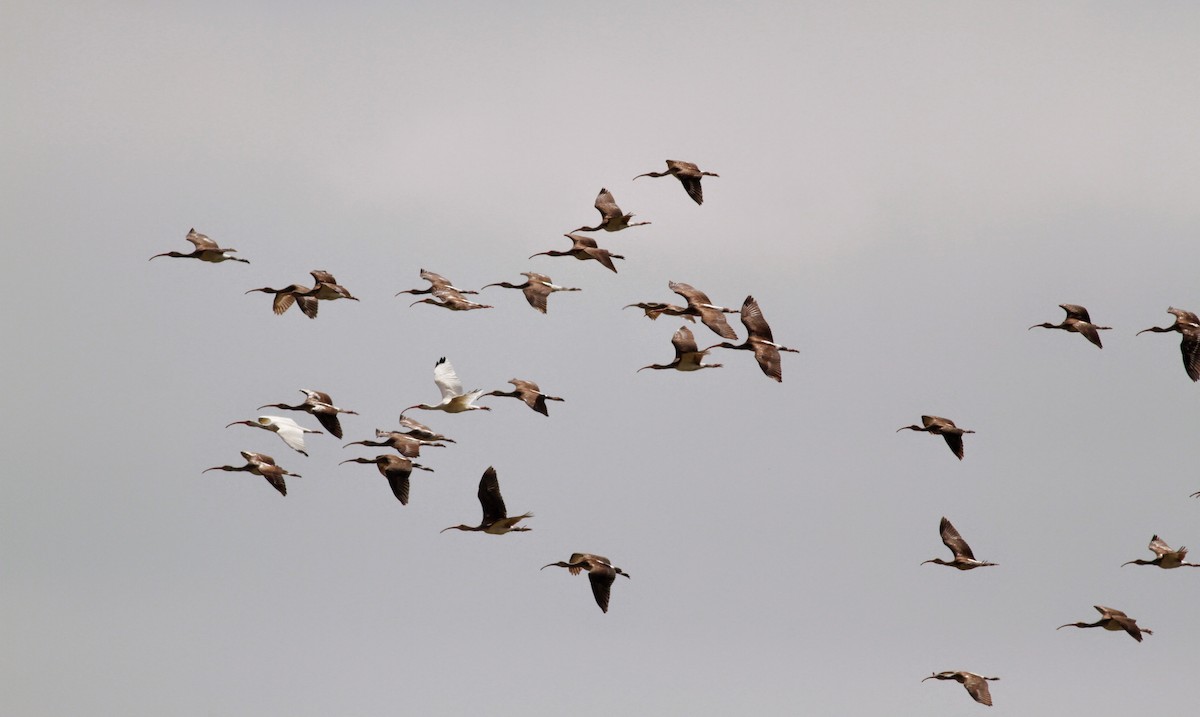 White Ibis - ML41458771