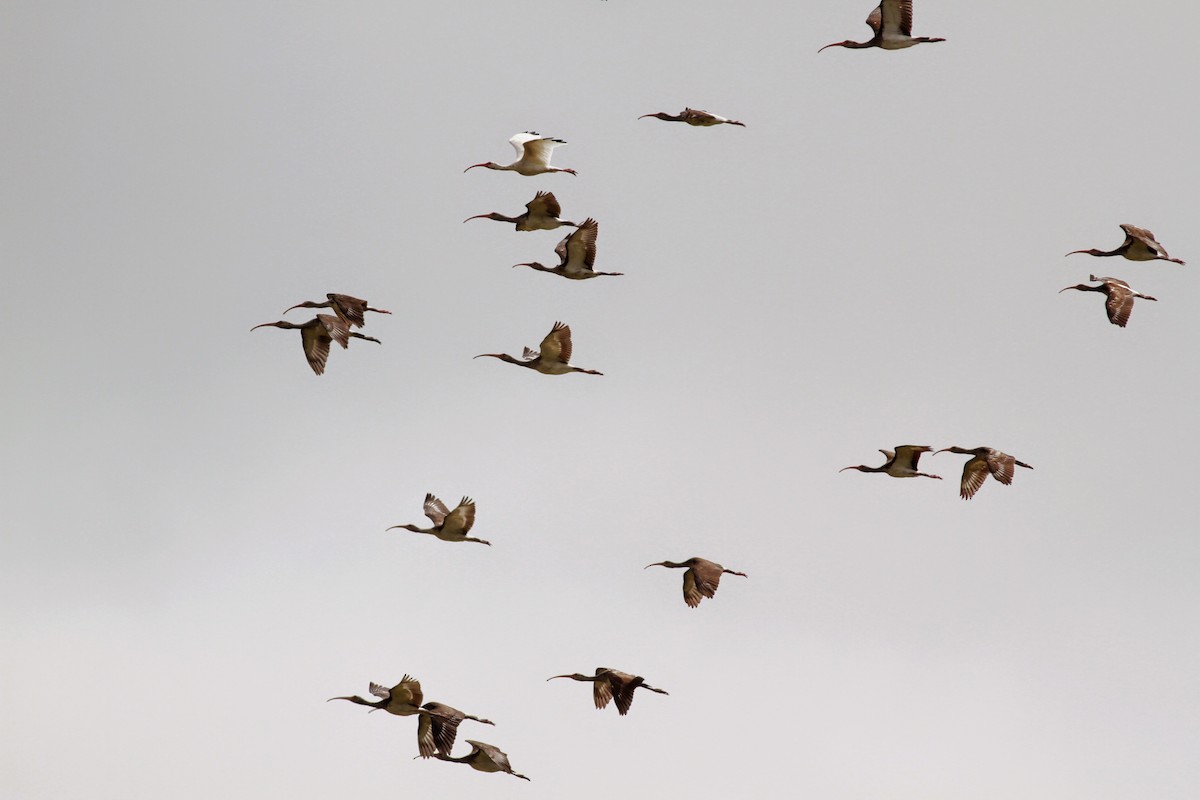 White Ibis - ML41458821